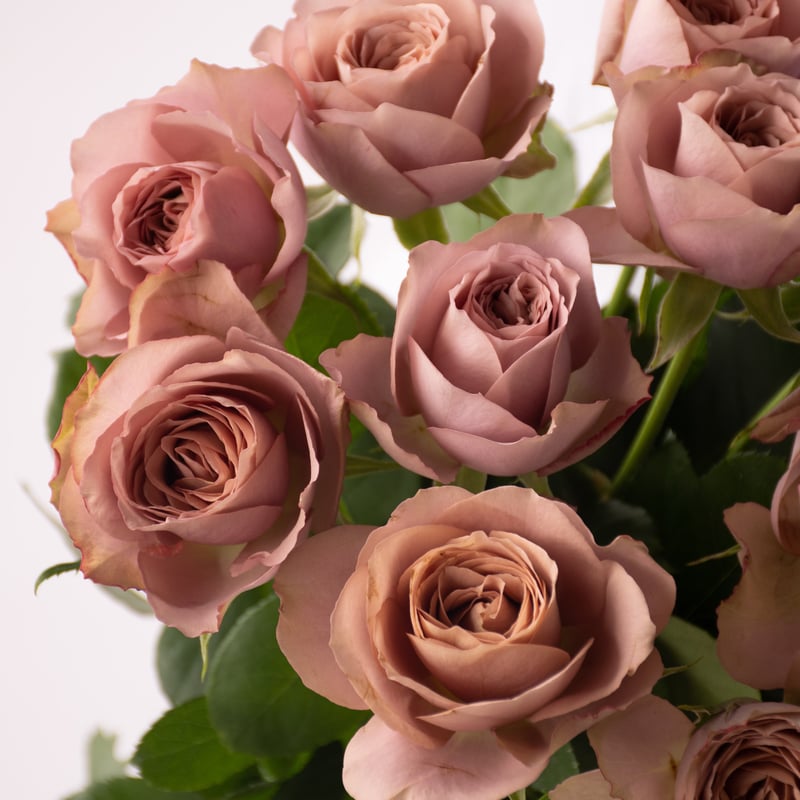 バラ「堀木園芸 リーズン」 | tokyo_shokubutsu_zufu