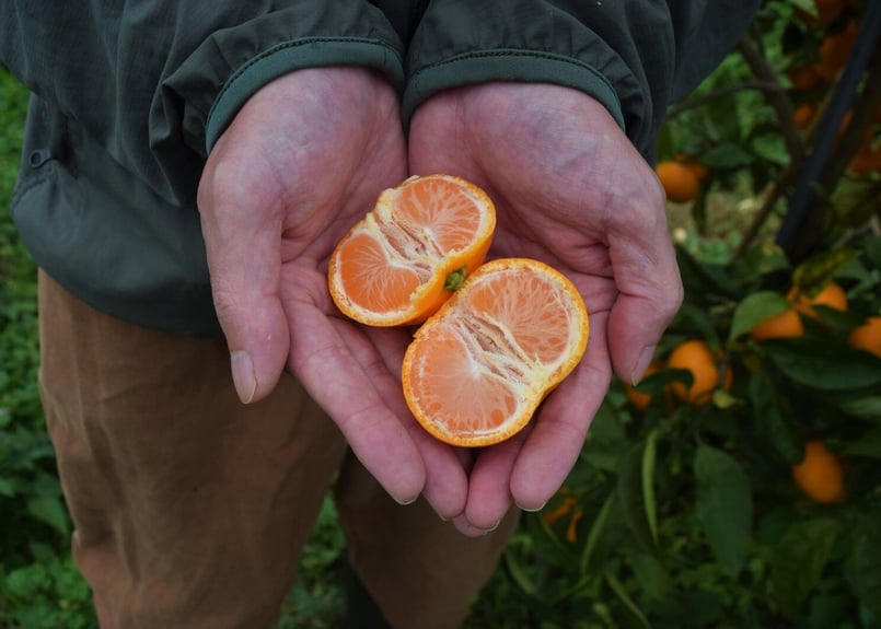 有機JAS認証】ぶさいくミカン BUSAIKU MIKAN 興津早生 3kg | 右田柑橘