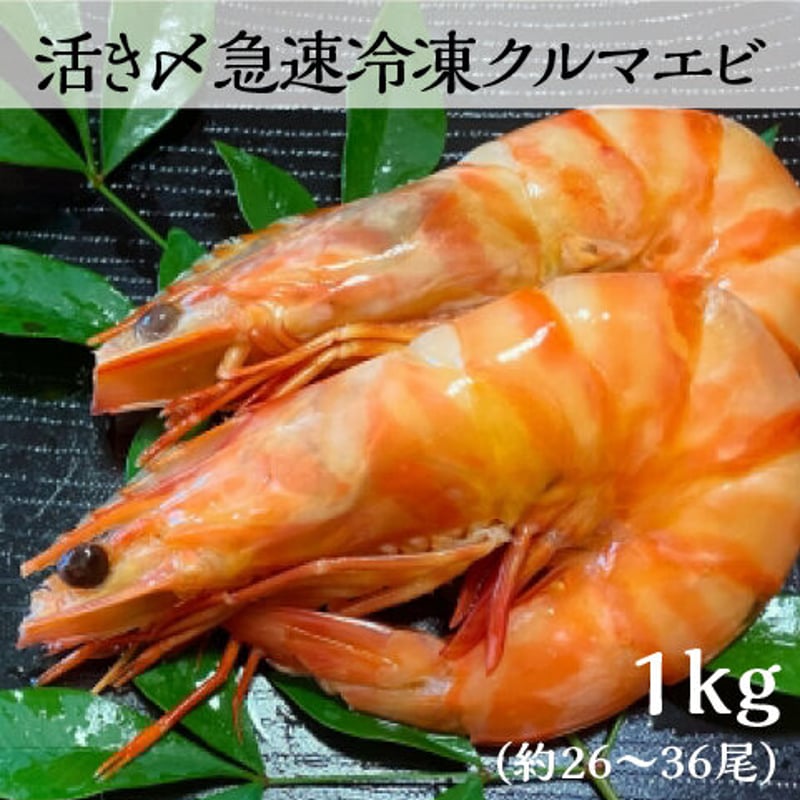 鳴門クルマエビ 1kg（急速冷凍 お刺身OK）15㎝～18㎝前後 約28〜36尾