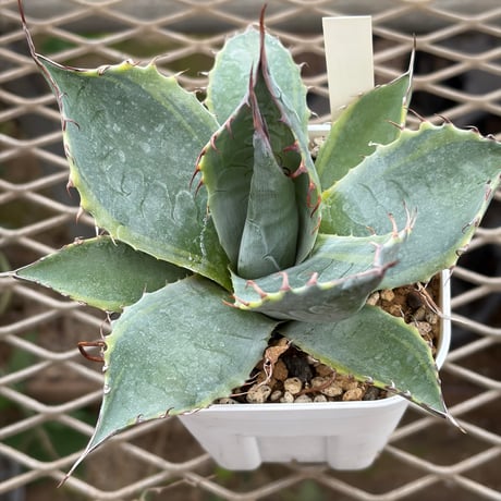 アガベパラサナ | STORES