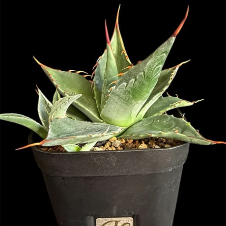 アガベパラサナ | STORES