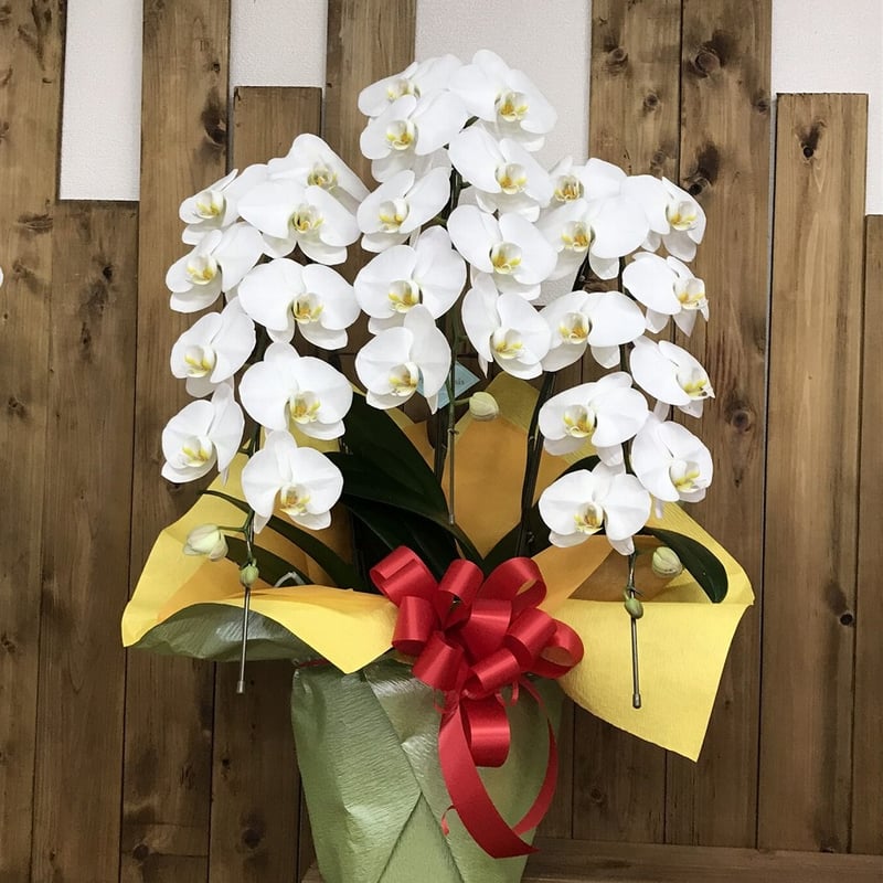 胡蝶蘭白3本立ちbasic | 立花ガーデン フラワーショップ 公式通販