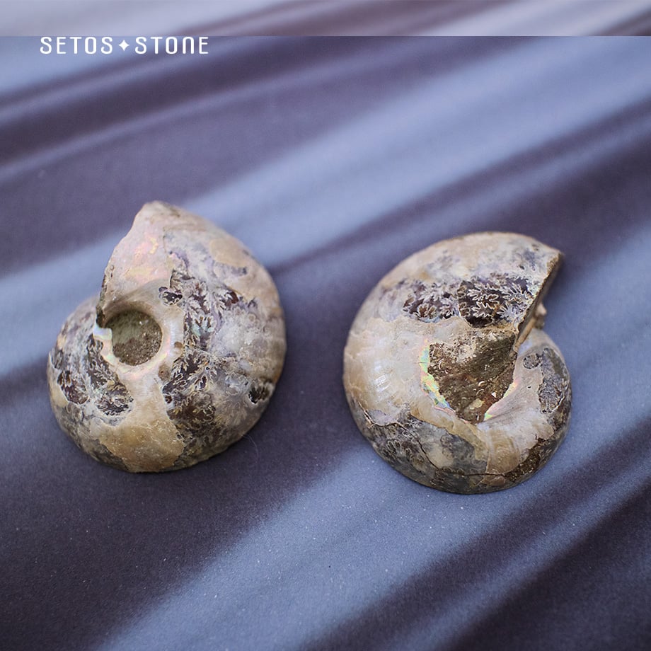 アンモナイト化石標本【天然石】2つセット | setos-stone