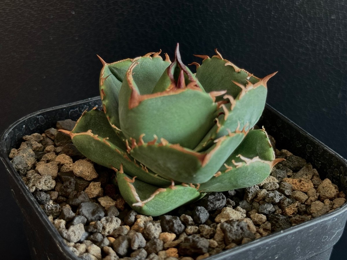 アガベ・チタノタ（ノーネーム）003｜agave titanota No Name | Plu