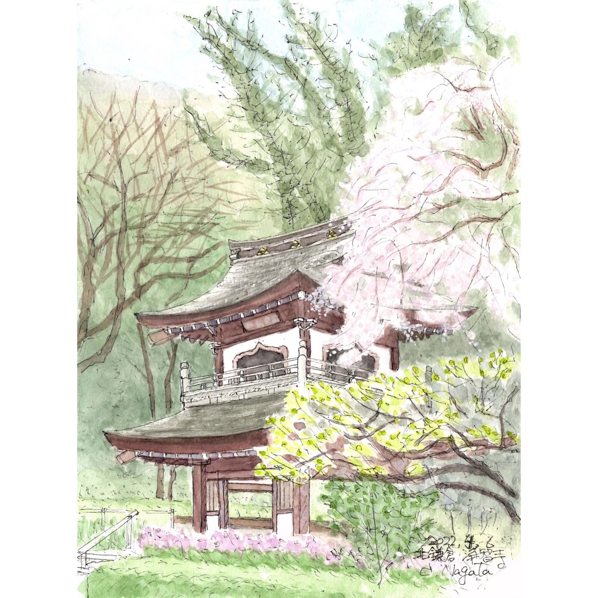 New//水彩画 北鎌倉浄智寺の枝垂れ桜 | C.Nagata Gallery