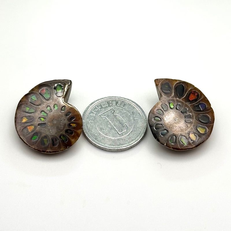 芸術品】アンモナイトに宝石アンモライトを埋め込んで作った