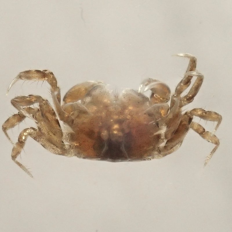 コメツキガニ樹脂封入標本 S (木製標本箱入り) | Atelier BIOTA