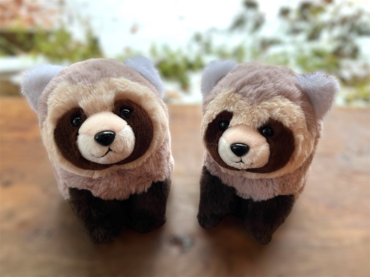 北海道限定 エゾタヌキぬいぐるみ | 円山動物園オフィシャルショップ