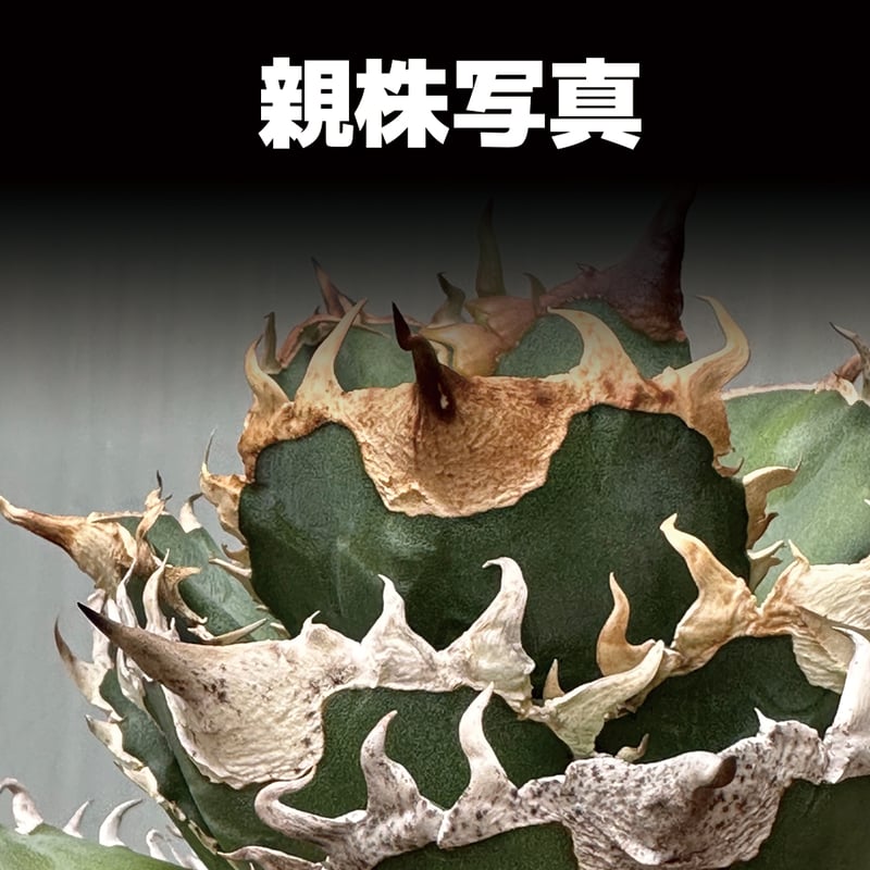 アガベ チタノタ 金剛 キングコング / KK-01 | アガベ専門店