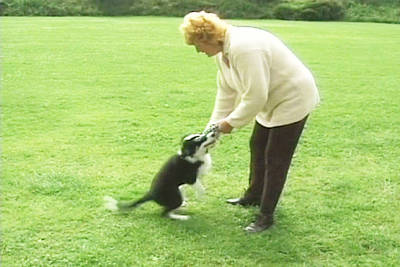 通信】ドッグトレーナー講座 | ヒューマンアカデミー（通信） 通信講座