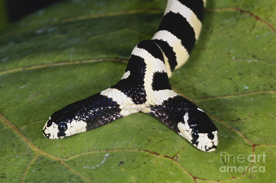 Two-headed King Snake by Gregory G. Dimijian, M.D.