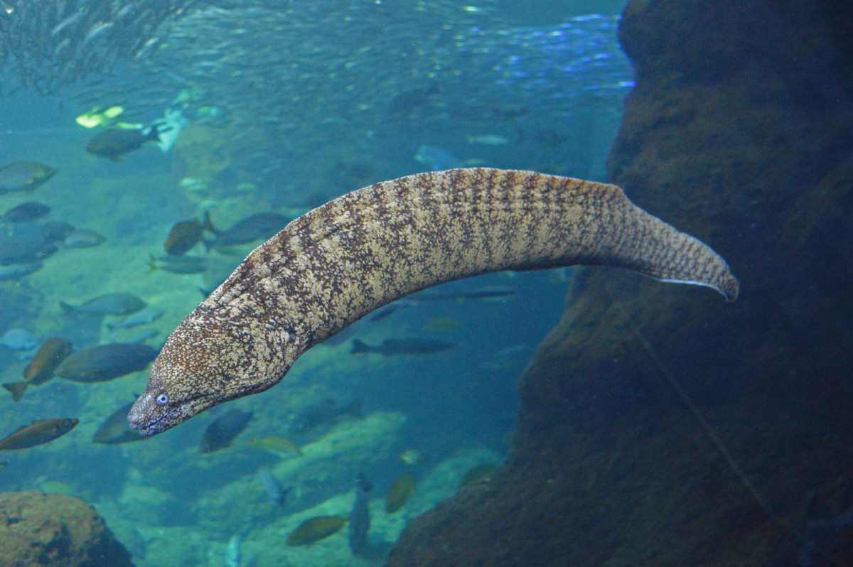 展示がおこなわれるウツボ - 湘南経済新聞