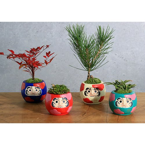 苔盆栽 ねじり黒松 だるまポット 鉢色おまかせ(1鉢) | チャーム