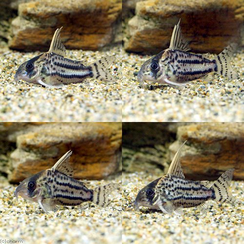 コリドラススーパーシュワルツィ(ワイルド)(3匹) | チャーム