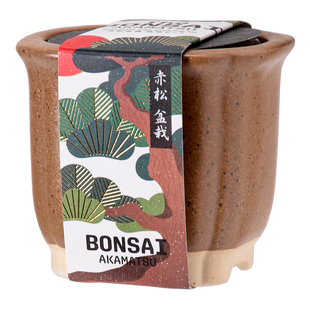 アウトレット品 聖新陶芸 The BONSAI 栽培セット 赤松 盆栽 和風