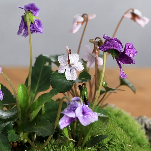 苔盆栽 スミレ(菫)3種寄せ植え 白溶岩石鉢 Sサイズ(1鉢)(休眠状態