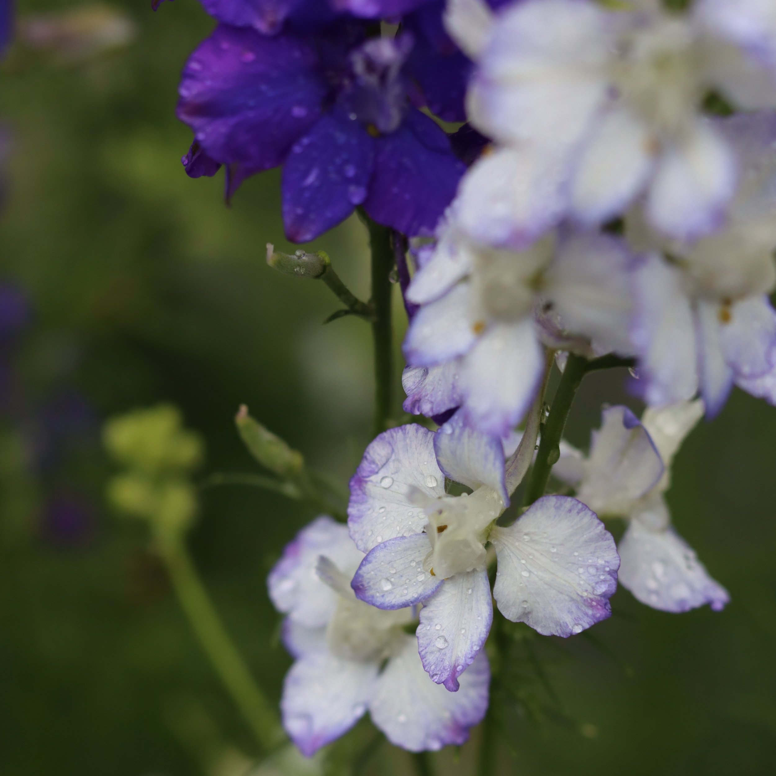 Sapphire Moon Larkspur Mix — Grand Prismatic Seed
