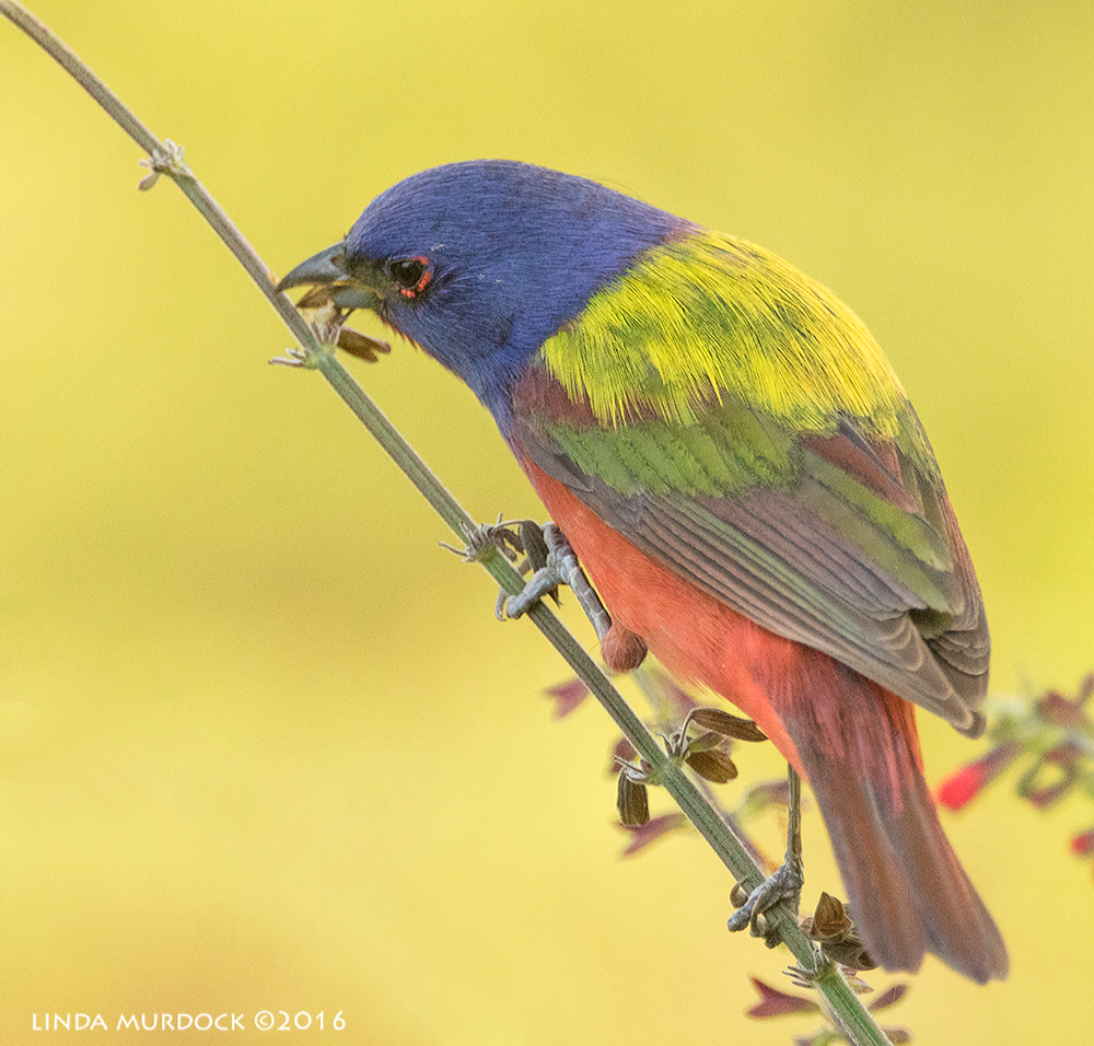 Brilliant Birds on the Move — Linda Murdock Photography