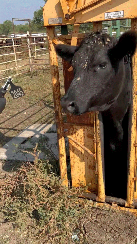 Electric Z-Tag/ A Tag One Piece Tagger — Midnightcattletags.com