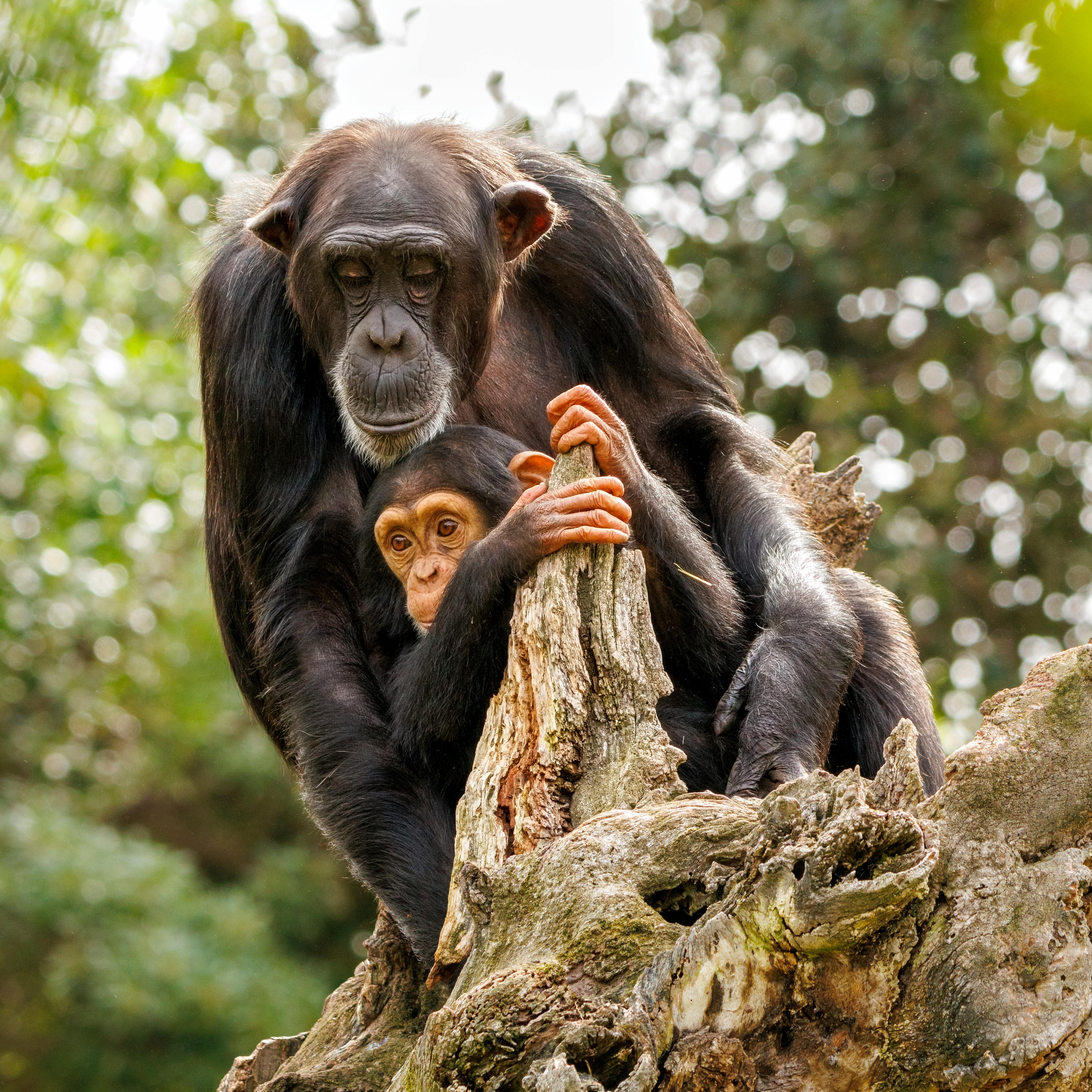 Chimpanzee Mother and Child in Natural Habitat · Free Stock Photo
