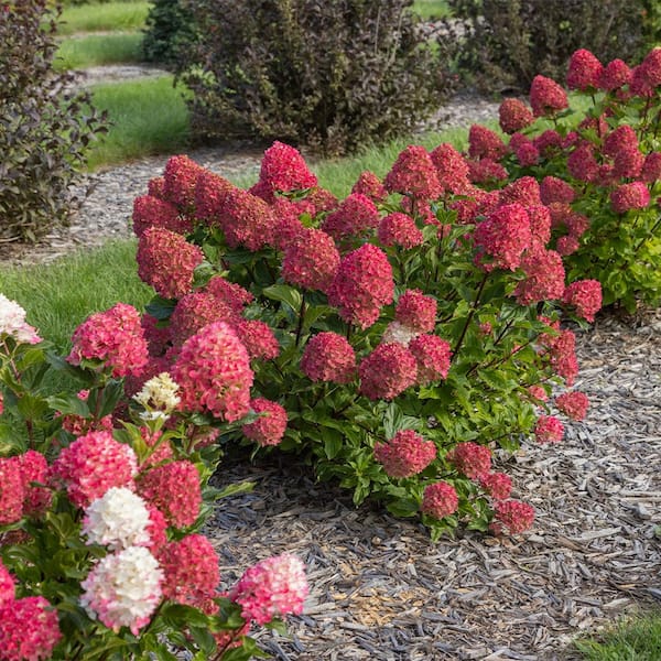 FIRST EDITIONS 2 Gal. Spring Sizzle Panicle Hydrangea Shrub 17220