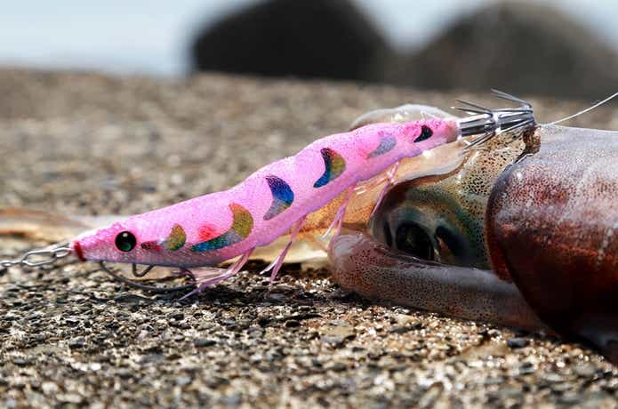 アオリイカを一網打尽！？デュエルのエギ『パタパタ® Q』『EZ-Q®』の