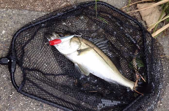 Jacksonの低価格、高品質ロッド『オーシャンゲート』でソルトルアーを