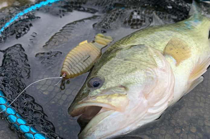 デプス【ブルフラット】をインプレ！使い方・リグ（テキサス