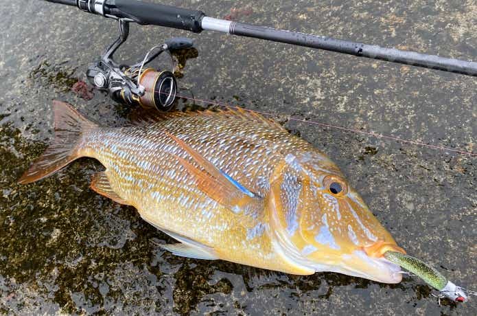 20ツインパワーをインプレ。ツインパワーXD・ステラとも徹底比較