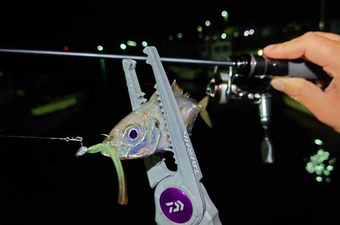 待望のハイコスパ】ラグゼ宵姫爽が登場！S58FL-solidを実釣インプレ