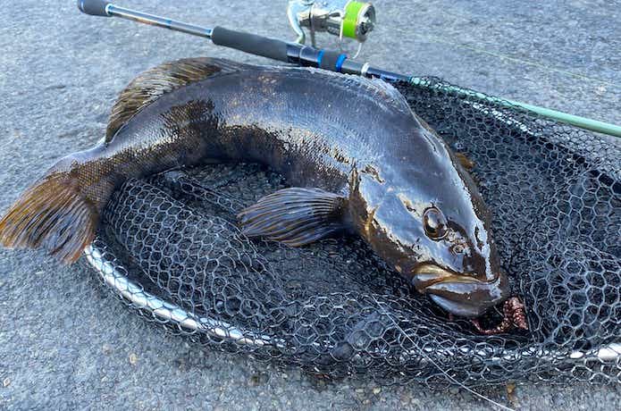 やっぱりコレしかない】ノリーズ『ロックフィッシュボトムパワー