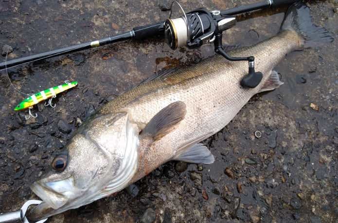 シマノ エンカウンターの長期インプレ！〜コスパ最高すぎて2本も買い