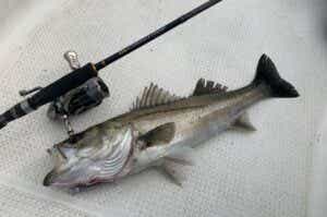 三代目」クロステージ全22シリーズを全網羅！エントリーロッドはこれで