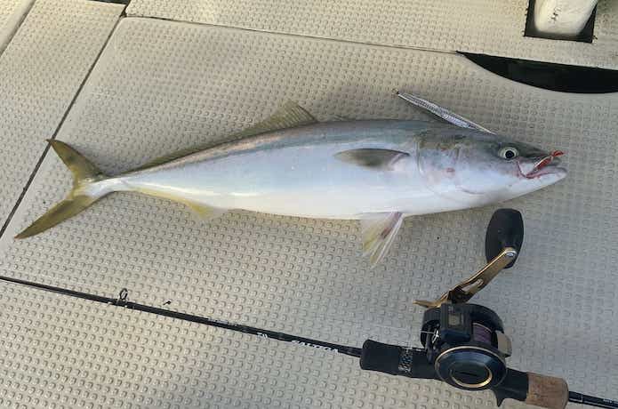 ソルティガSJを実釣インプレ。超軽量なのに曲げられるだと