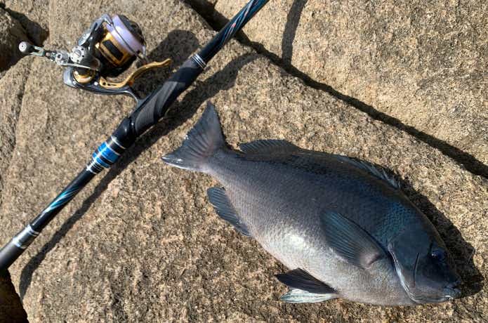 アテンダー3を実釣インプレ。名竿の“名竿たる理由”とは……【編集長釣行