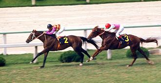 トウショウボーイ | うみねこ博物館