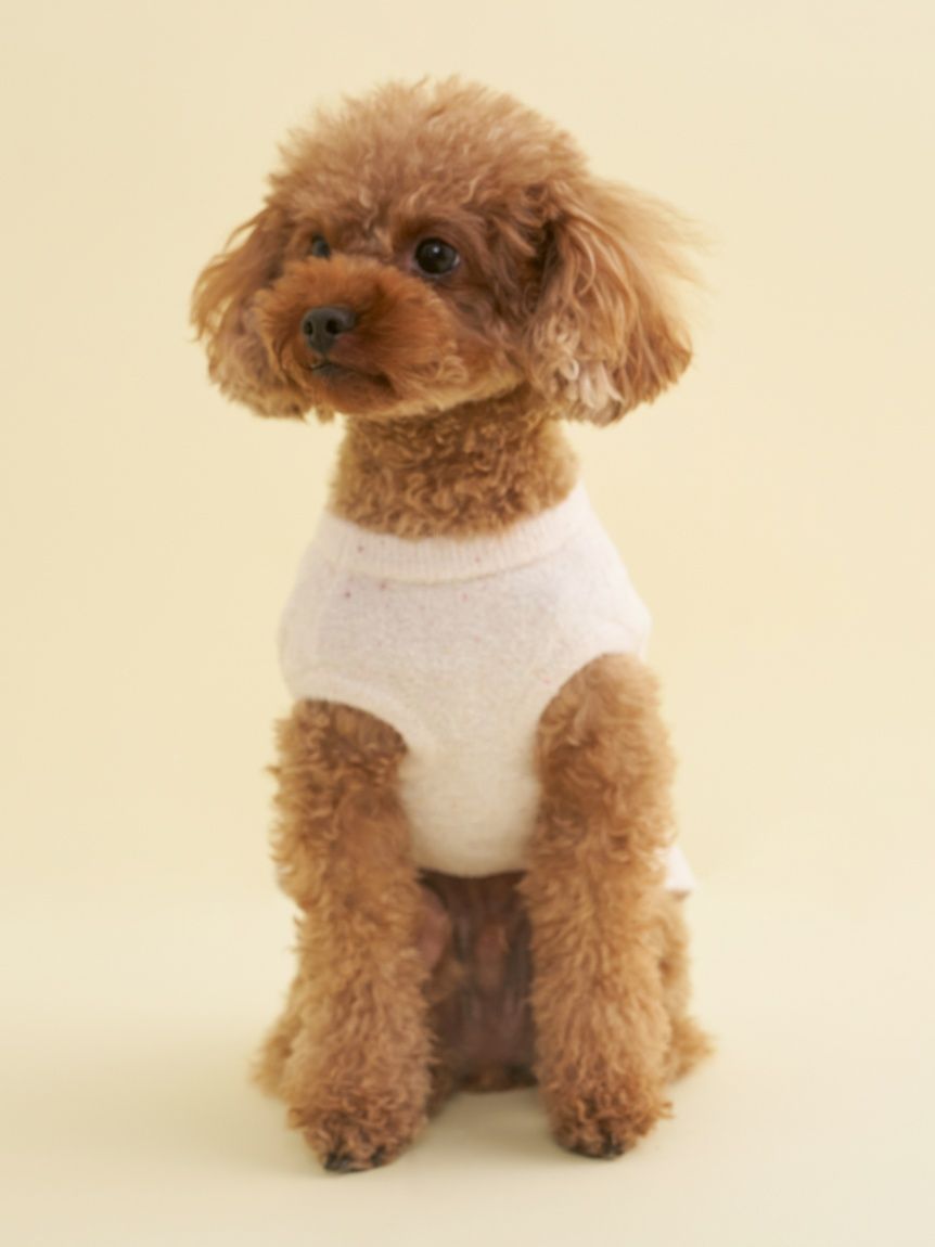 CAT&DOG】【Birthday】スムーズィーカップケーキジャガードプル