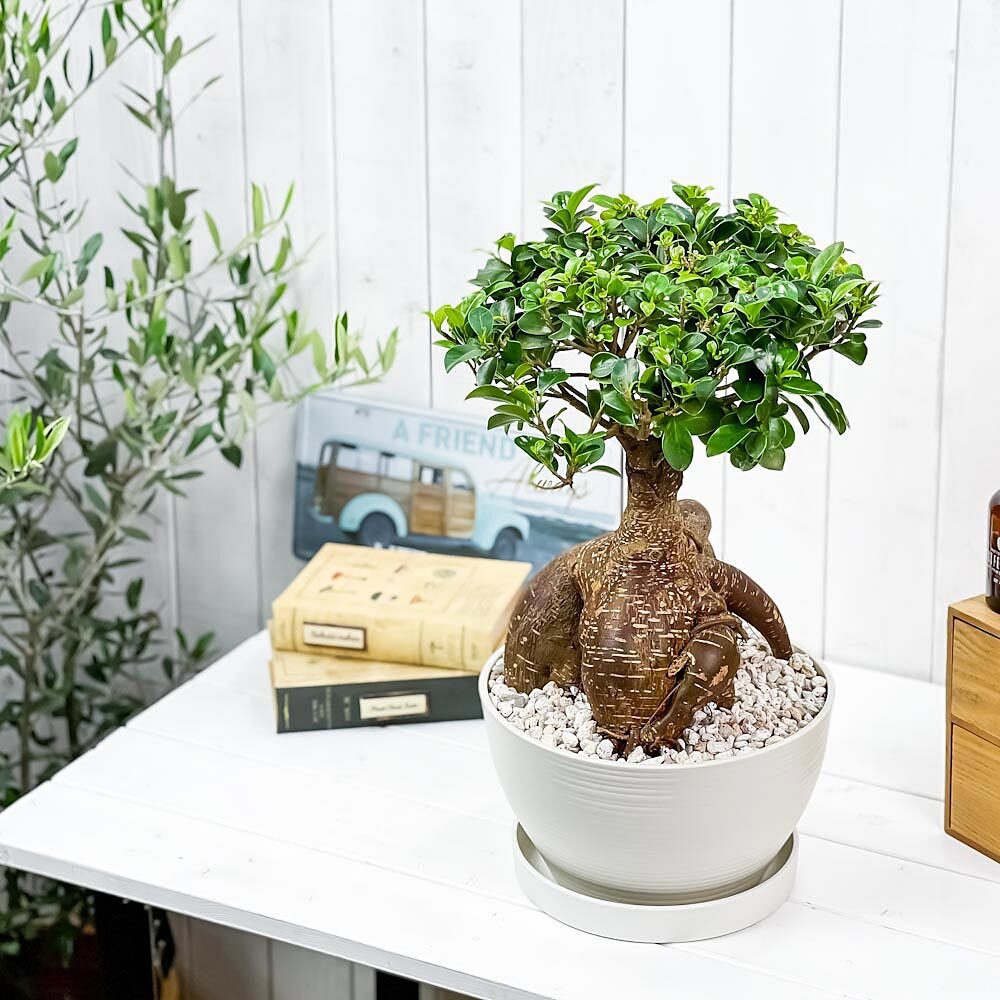 観葉植物 ガジュマル 太幹大株 8号平鉢 受け皿付き 育て方説明書付き