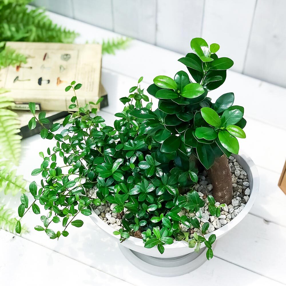 PLANCHU 観葉植物 ガジュマル2種の寄せ植え 人参ガジュマル＆つる性