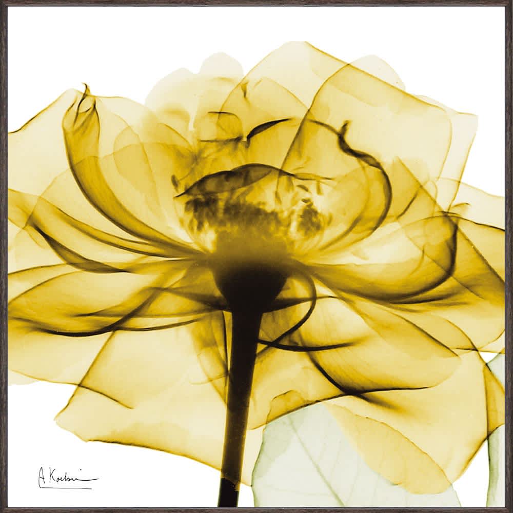 X-RAY/エックスレイ アートフレーム Sサイズ（30.5cm×30.5cm） 通販