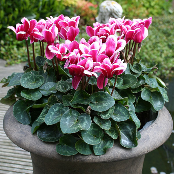 園芸ネット本店｜シクラメン：ゴブレット ワインレッド3号ポット3株