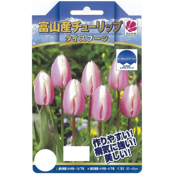 園芸ネット本店｜チューリップ：タイスブーツ3球入り（T） の通販【公式】
