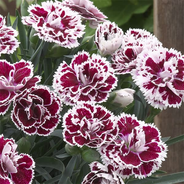 園芸ネット本店｜ダイアンサス（芳香性）：アロマジェンヌ ソフィア3.5