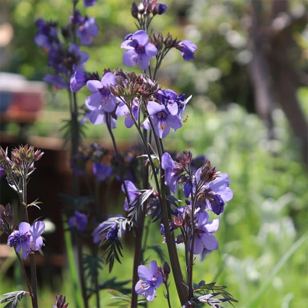 園芸ネット本店｜ポレモニウム：パープルレイン3号ポット 2株セット の