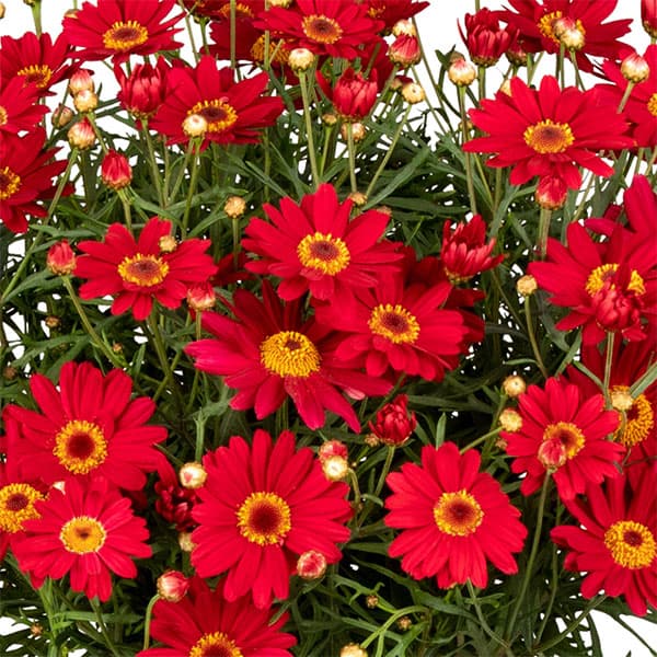 園芸ネット本店｜マーガレット：スマッシュ ファイア11cmポット の通販