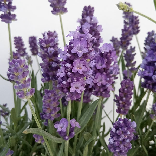 園芸ネット本店｜[26年5月中下旬予約]ラベンダー：サマーラベンダー3号