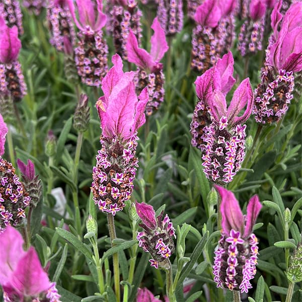 園芸ネット本店｜フレンチラベンダー：ピンクスター3.5号ポット 3株