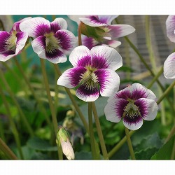 園芸ネット本店｜スミレ：タントン（丹東）スミレ2.5号ポット の通販