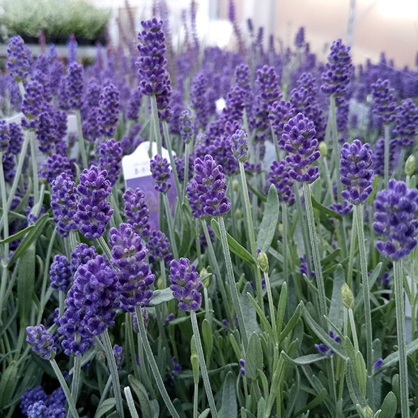 園芸ネット本店｜ラベンダー（春苗）：アロマティコブルー5号鉢植え の