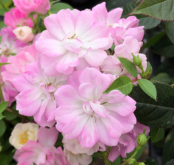 園芸ネット本店｜レンゲローズ：ピンク（八女津姫）3.5号ポット の通販